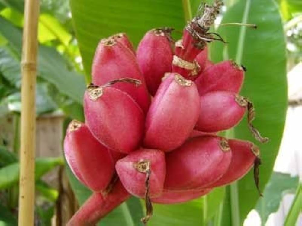 Musa Velutina Pink Banana seeds sprouting into dwarf banana plants with fuzzy pink fruit and tropical foliage